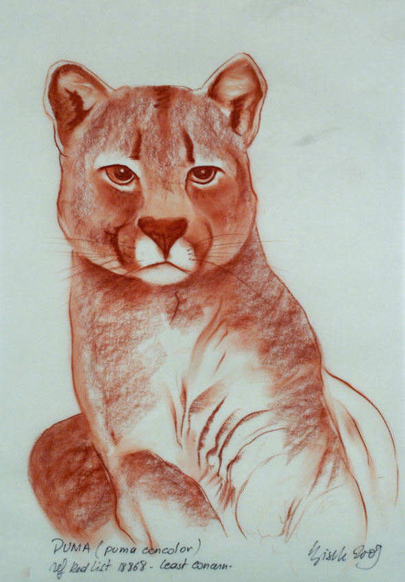 Puma Animal Painting Thierry Bisch 動物画