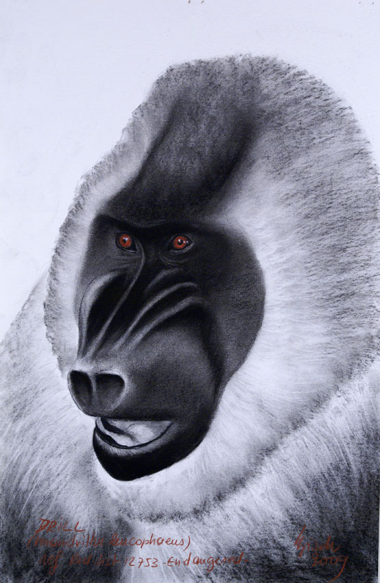 DRILL Monkey-mandrill-ape Thierry Bisch Contemporary painter animals painting art  nature biodiversity conservation 
