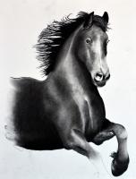 FRIESIAN-HORSE-03 animal-painting 動物画 Thierry Bisch Contemporary painter animals painting art  nature biodiversity conservation