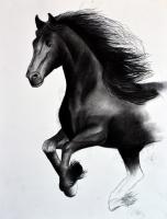 FRIESIAN-HORSE-04 animal-painting 動物画 Thierry Bisch Contemporary painter animals painting art  nature biodiversity conservation