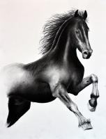FRIESIAN-HORSE-05 animal-painting 動物画 Thierry Bisch Contemporary painter animals painting art  nature biodiversity conservation
