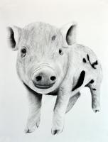 PIGGY-08 animal-painting 動物画 Thierry Bisch Contemporary painter animals painting art  nature biodiversity conservation