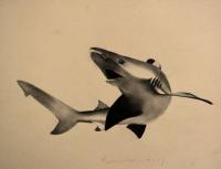 SHARK animal-painting 動物画 Thierry Bisch Contemporary painter animals painting art  nature biodiversity conservation