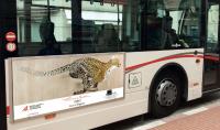 BUS-MONACO-2 animal-painting 動物画 Thierry Bisch Contemporary painter animals painting art  nature biodiversity conservation