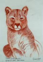PUMA animal-painting 動物画 Thierry Bisch Contemporary painter animals painting art  nature biodiversity conservation