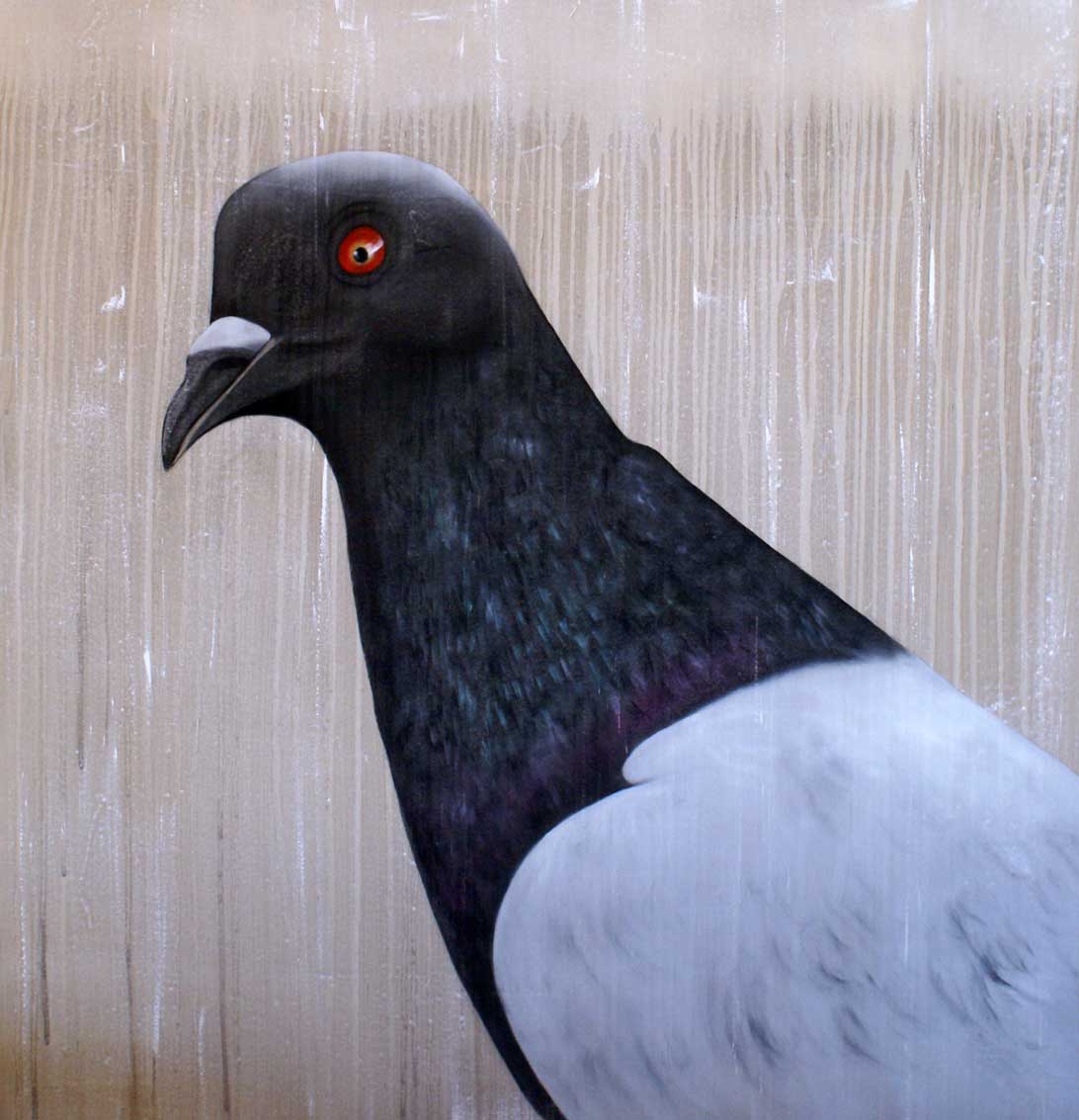 Pigeon Pigeon-bird Thierry Bisch Contemporary painter animals painting art  nature biodiversity conservation 