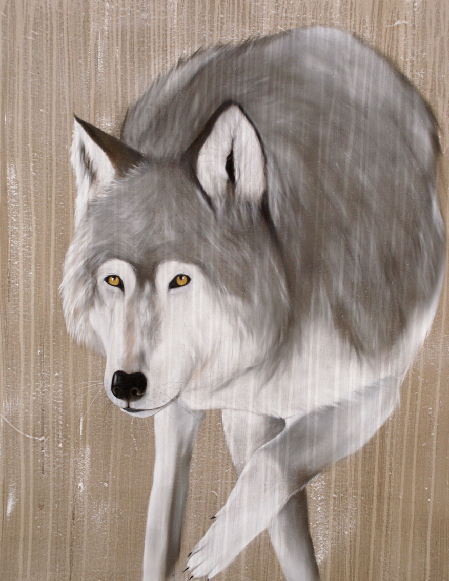 GREY WOLF grey-wolf Thierry Bisch Contemporary painter animals painting art  nature biodiversity conservation Monaco Prince-Albert Prince-Albert-of-Monaco 