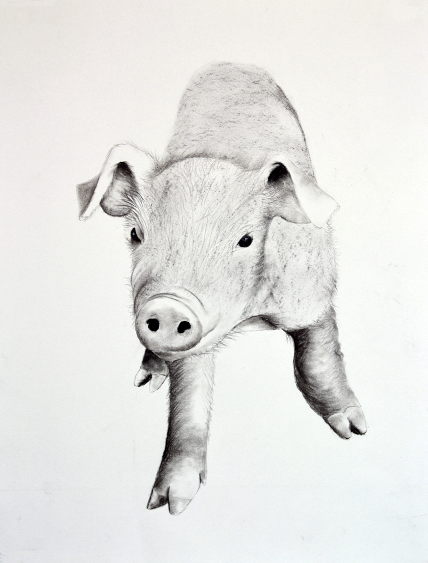 PIGGY-04 animal-painting Thierry Bisch Contemporary painter animals painting art  nature biodiversity conservation 