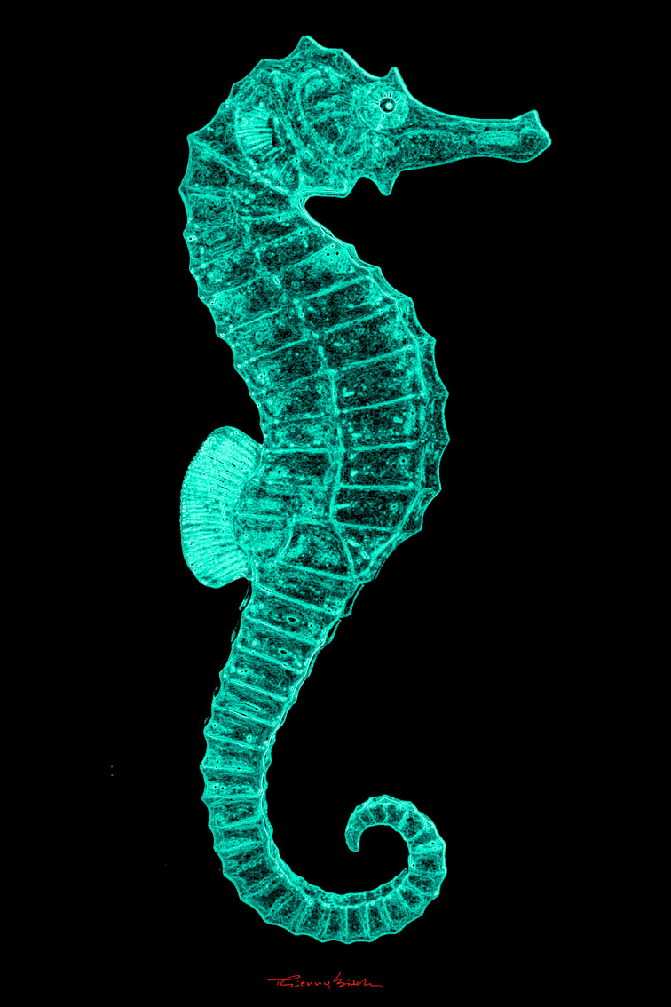 HIPPOCAMPUS TURQUOISE animal-painting Thierry Bisch Contemporary painter animals painting art  nature biodiversity conservation Monaco Prince-Albert Prince-Albert-of-Monaco 