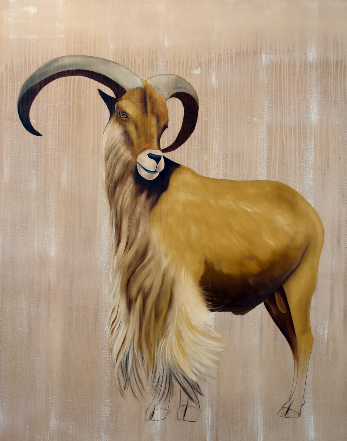 AMMOTRAGUS LERVIA barbary-sheep-goat-ammotragus-lervia Thierry Bisch Contemporary painter animals painting art decoration nature biodiversity conservation