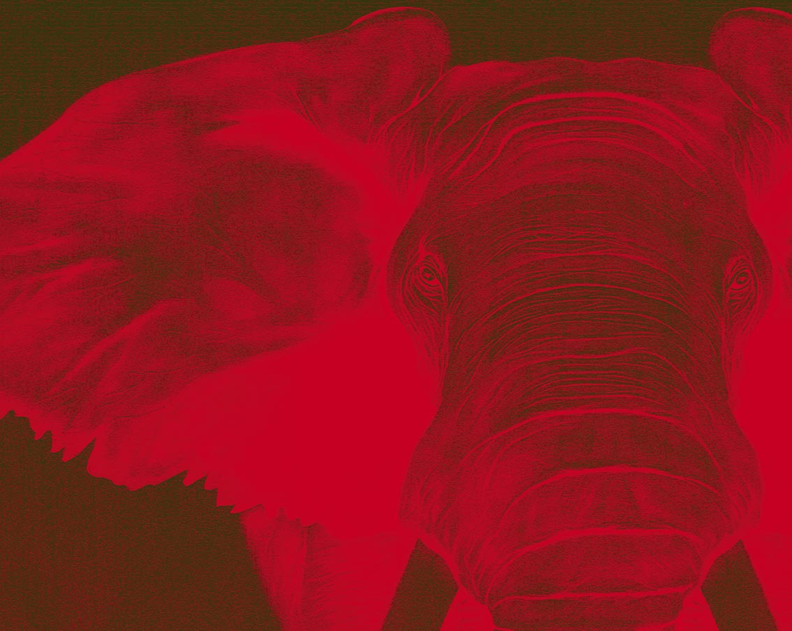 Elephant-Edition-15-exemplaires élephant-elephant Thierry Bisch artiste peintre animaux tableau art  nature biodiversité conservation  