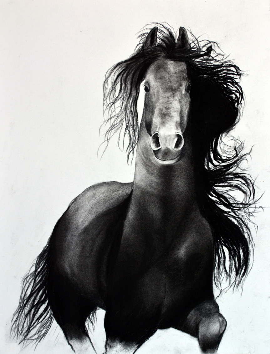 FRIESIAN-HORSE-02 peinture-animalière Thierry Bisch artiste peintre animaux tableau art  nature biodiversité conservation Monaco Prince-Albert Fondation-Prince-Albert-de-Monaco 