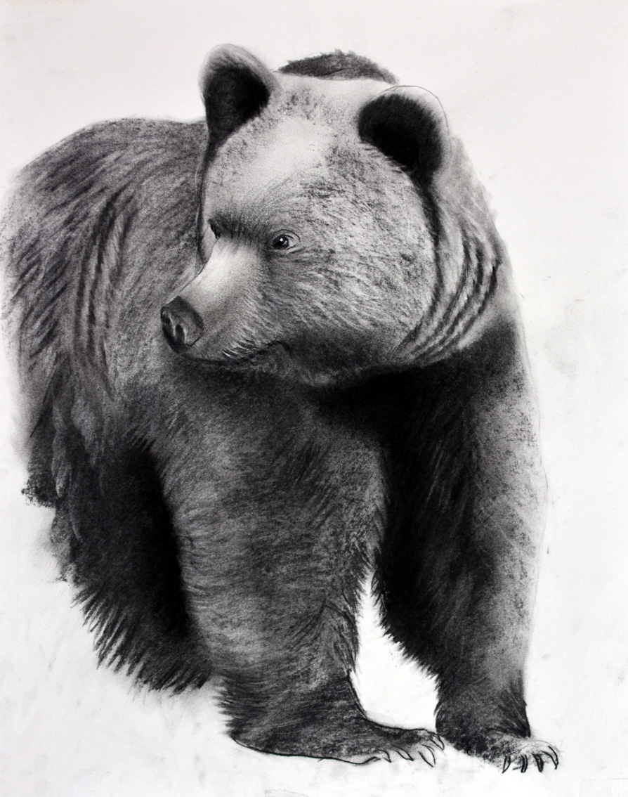 GRIZZLY-01 peinture-animalière Thierry Bisch artiste peintre animaux tableau art  nature biodiversité conservation Monaco Prince-Albert Fondation-Prince-Albert-de-Monaco 