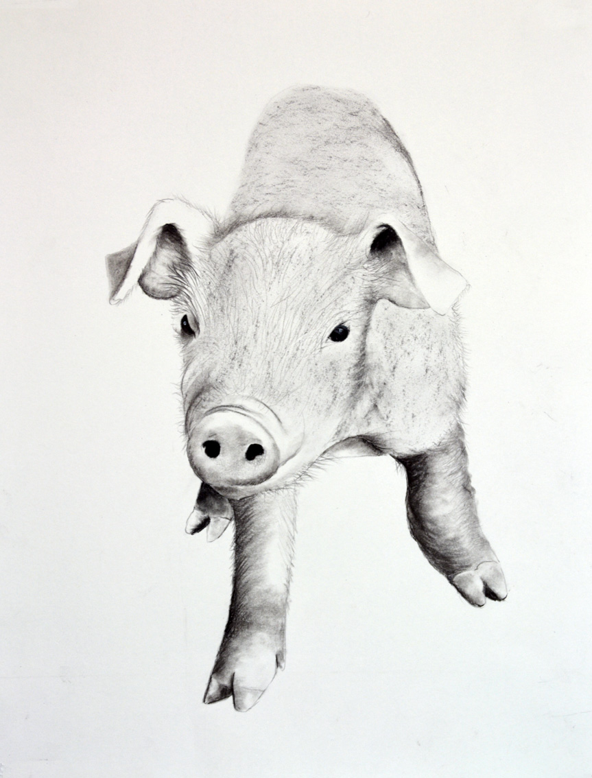 PIGGY-04 peinture-animalière Thierry Bisch artiste peintre animaux tableau art  nature biodiversité conservation Monaco Prince-Albert Fondation-Prince-Albert-de-Monaco 
