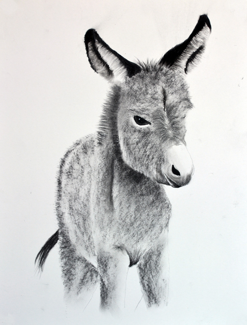 TIT-ANE-01 peinture-animalière Thierry Bisch artiste peintre animaux tableau art  nature biodiversité conservation Monaco Prince-Albert Fondation-Prince-Albert-de-Monaco 