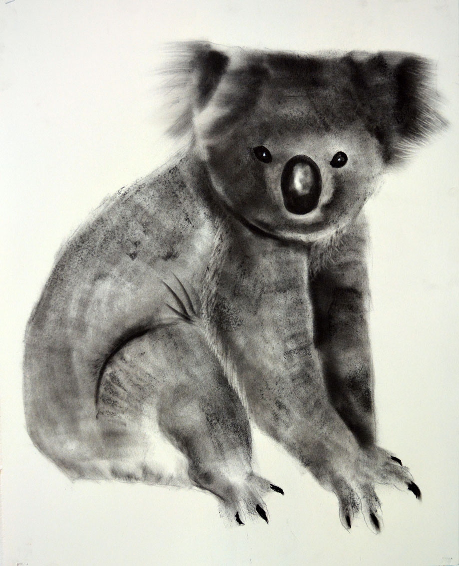 KOALA-2020 koala Thierry Bisch artiste peintre animaux tableau art  nature biodiversité conservation Monaco Prince-Albert Fondation-Prince-Albert-de-Monaco 