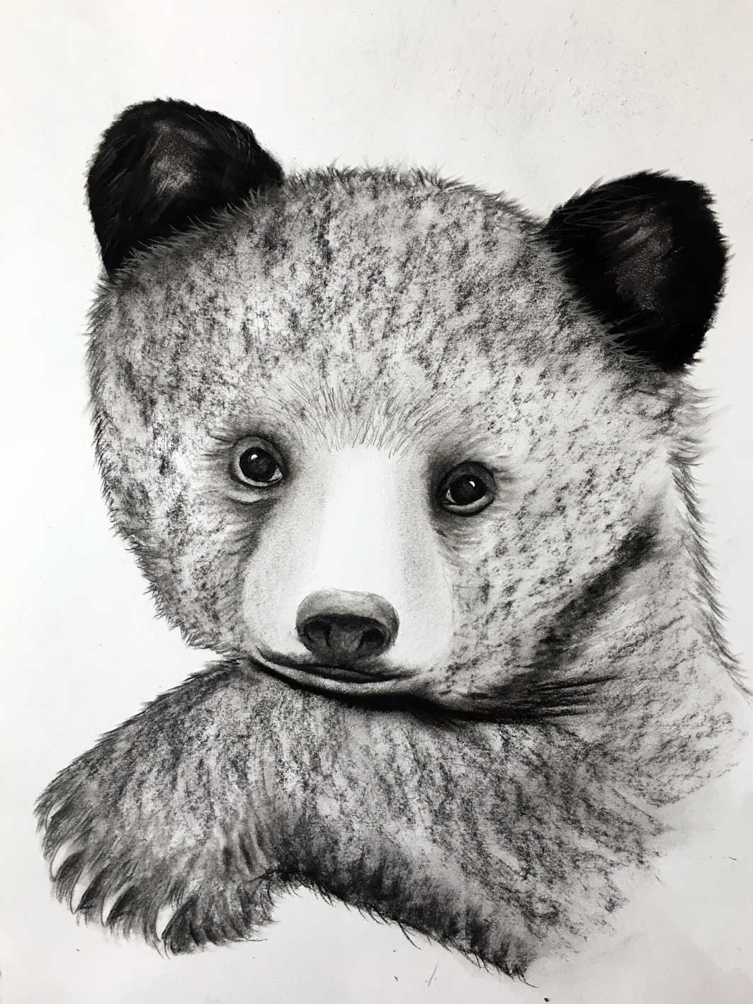 BEAR-CUB-1 ours-ourson-petit Thierry Bisch artiste peintre animaux tableau art  nature biodiversité conservation  