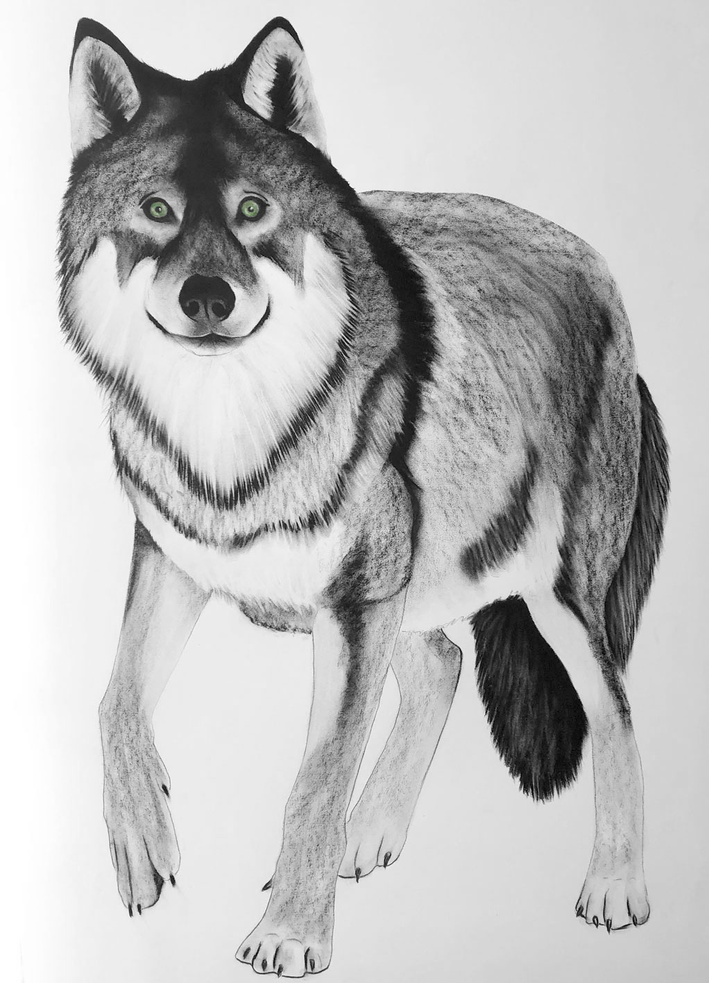 CANIS-LUPUS loup-gris-canis-lupus Thierry Bisch artiste peintre animaux tableau art  nature biodiversité conservation  