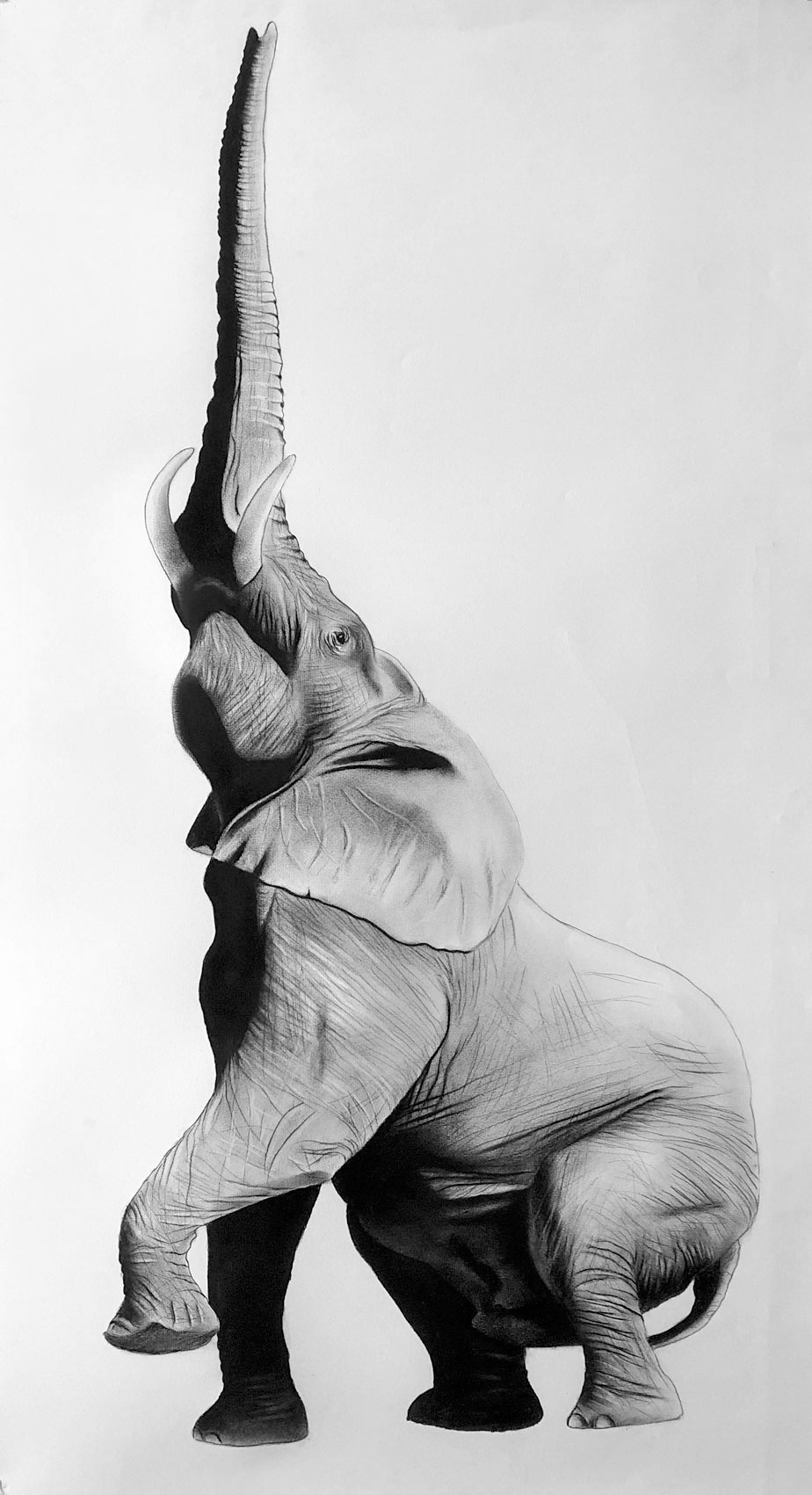 ELEPHANT éléphant-loxodonta Thierry Bisch artiste peintre animaux tableau art  nature biodiversité conservation  