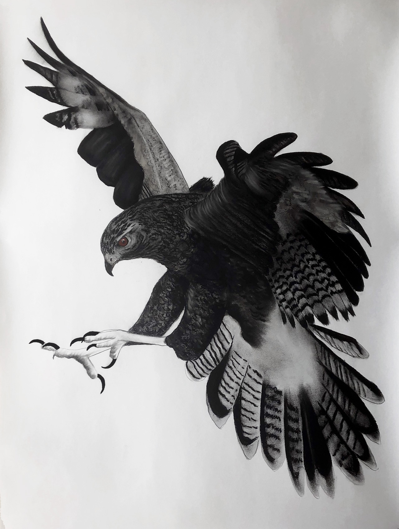 FALCO-Berigora faucon-falco-berigora Thierry Bisch artiste peintre animaux tableau art  nature biodiversité conservation  