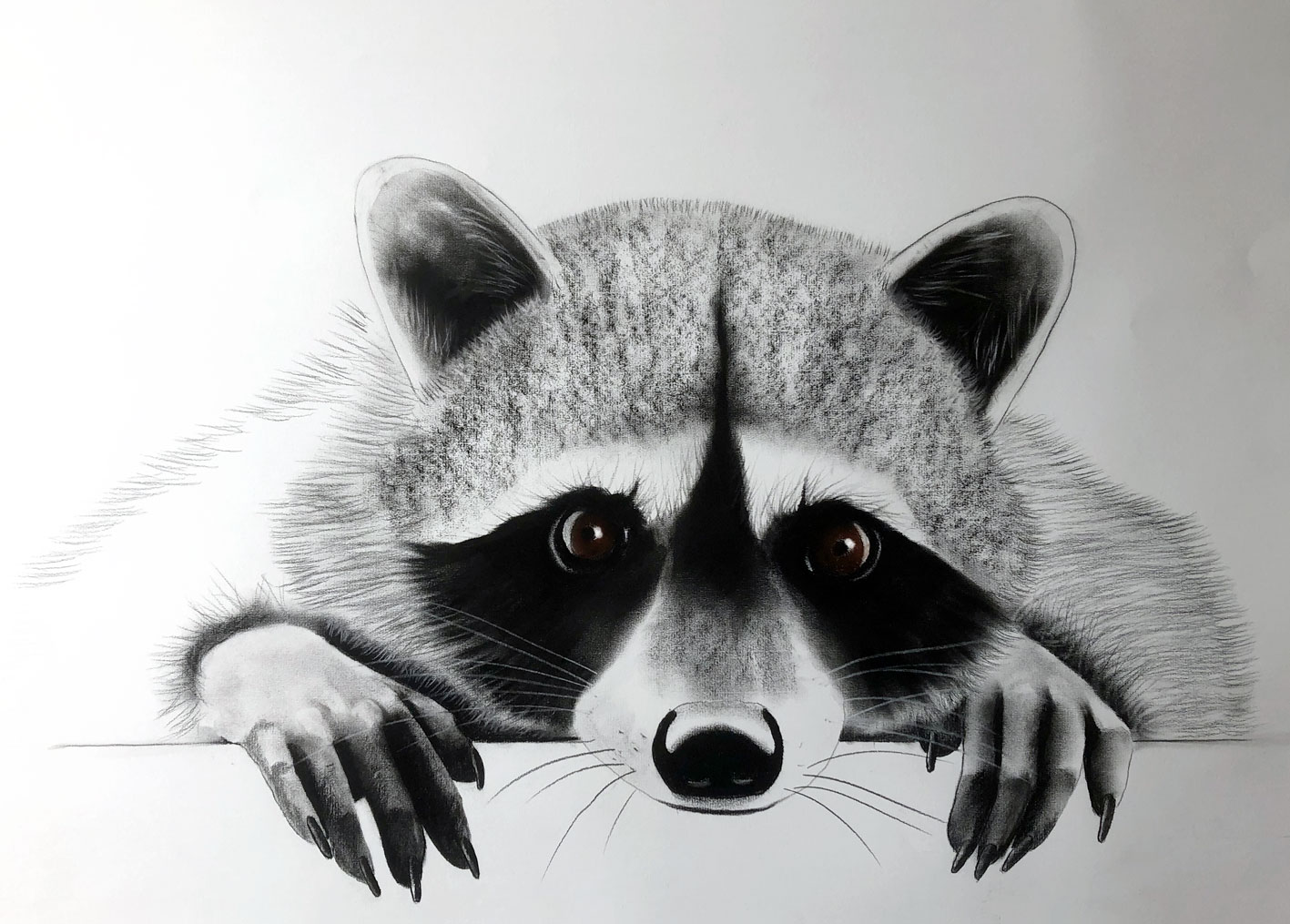 POOR-LITTLE-RACOON raton-laveur-procyon-lotor Thierry Bisch artiste peintre animaux tableau art  nature biodiversité conservation  