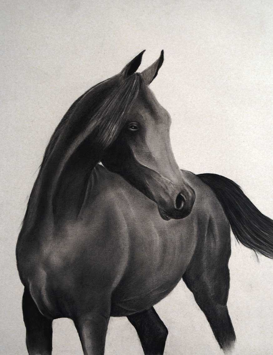 Pur sang Pur-sang-andalou-cheval Thierry Bisch artiste peintre animaux tableau art  nature biodiversité conservation Monaco Prince-Albert Fondation-Prince-Albert-de-Monaco 