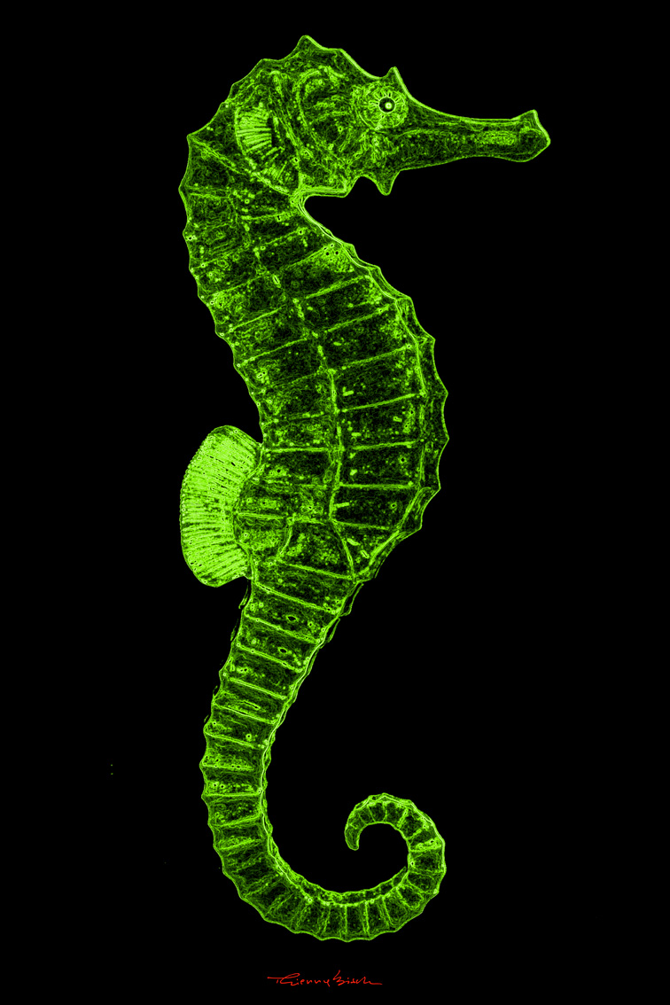 HIPPOCAMPUS EMERALD-GREEN peinture-animalière Thierry Bisch artiste peintre animaux tableau art  nature biodiversité conservation Monaco Prince-Albert Fondation-Prince-Albert-de-Monaco 