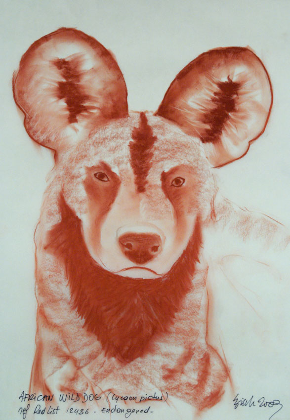 WILD-DOG peinture-animalière Thierry Bisch artiste peintre animaux tableau art  nature biodiversité conservation  