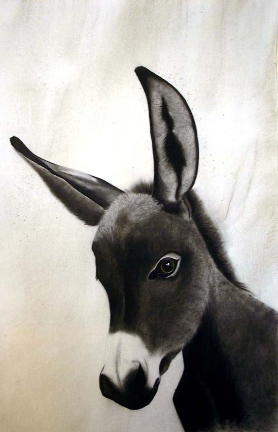 Ane donkey Thierry Bisch Contemporary painter animals painting art  nature biodiversity conservation Monaco Prince-Albert Prince-Albert-of-Monaco 
