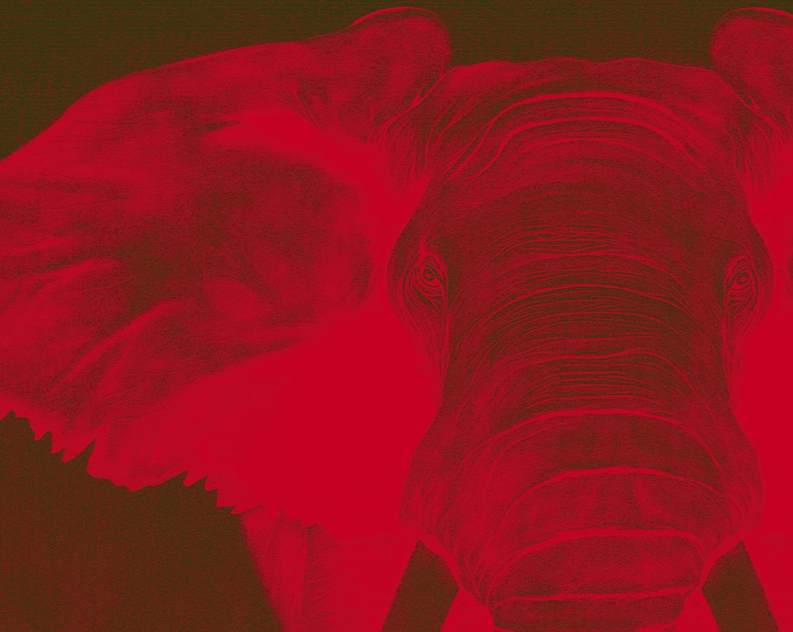 Elephant-Edition-15-exemplaires Elephant Thierry Bisch Contemporary painter animals painting art  nature biodiversity conservation Monaco Prince-Albert Prince-Albert-of-Monaco 