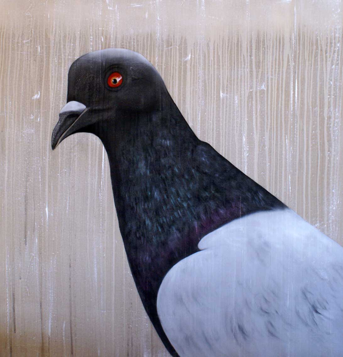 Pigeon Pigeon-bird Thierry Bisch Contemporary painter animals painting art  nature biodiversity conservation Monaco Prince-Albert Prince-Albert-of-Monaco 