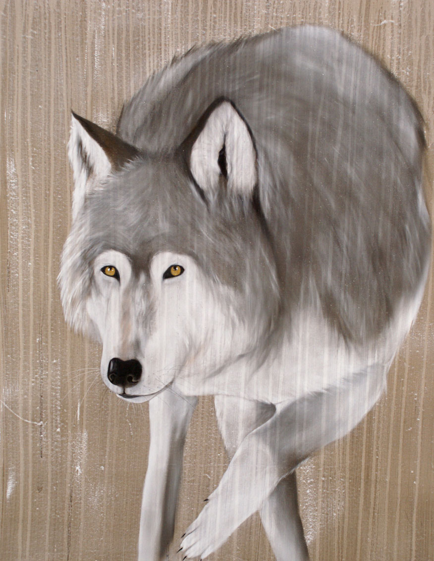 GREY WOLF grey-wolf Thierry Bisch Contemporary painter animals painting art  nature biodiversity conservation 