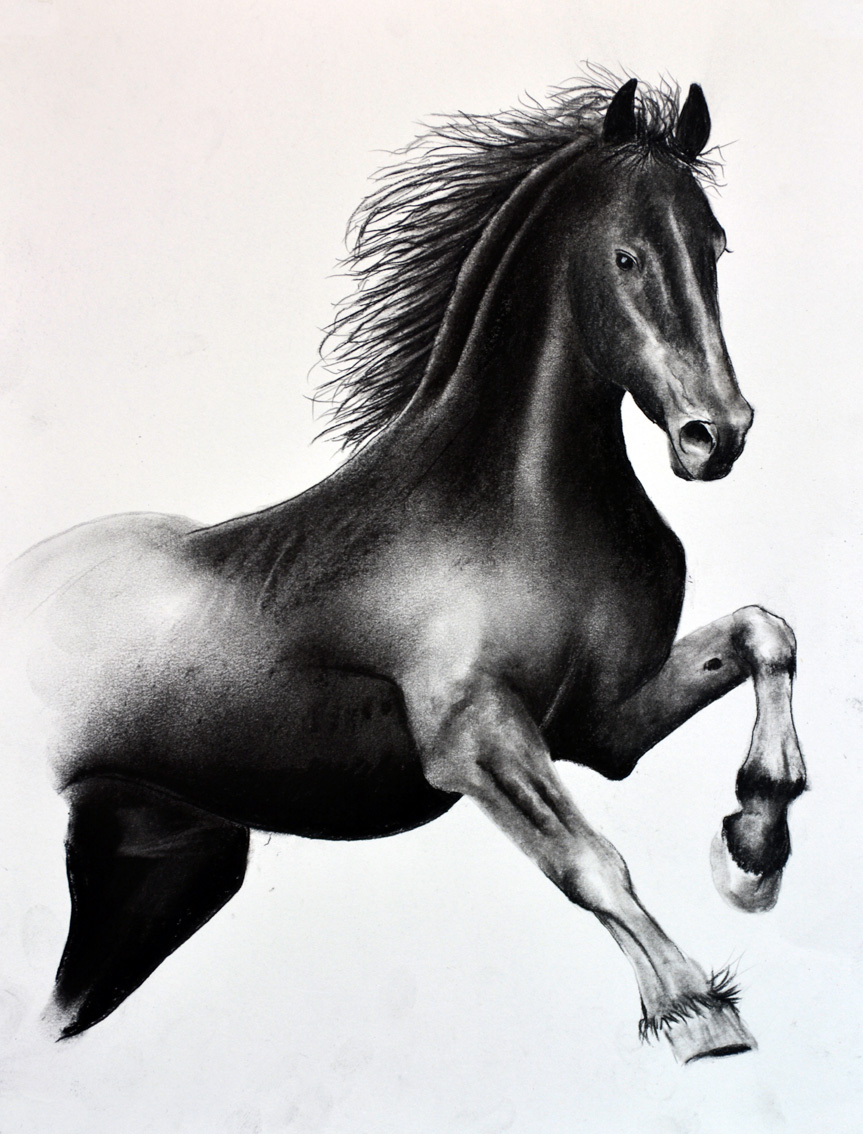 FRIESIAN-HORSE-05 animal-painting Thierry Bisch Contemporary painter animals painting art  nature biodiversity conservation Monaco Prince-Albert Prince-Albert-of-Monaco 