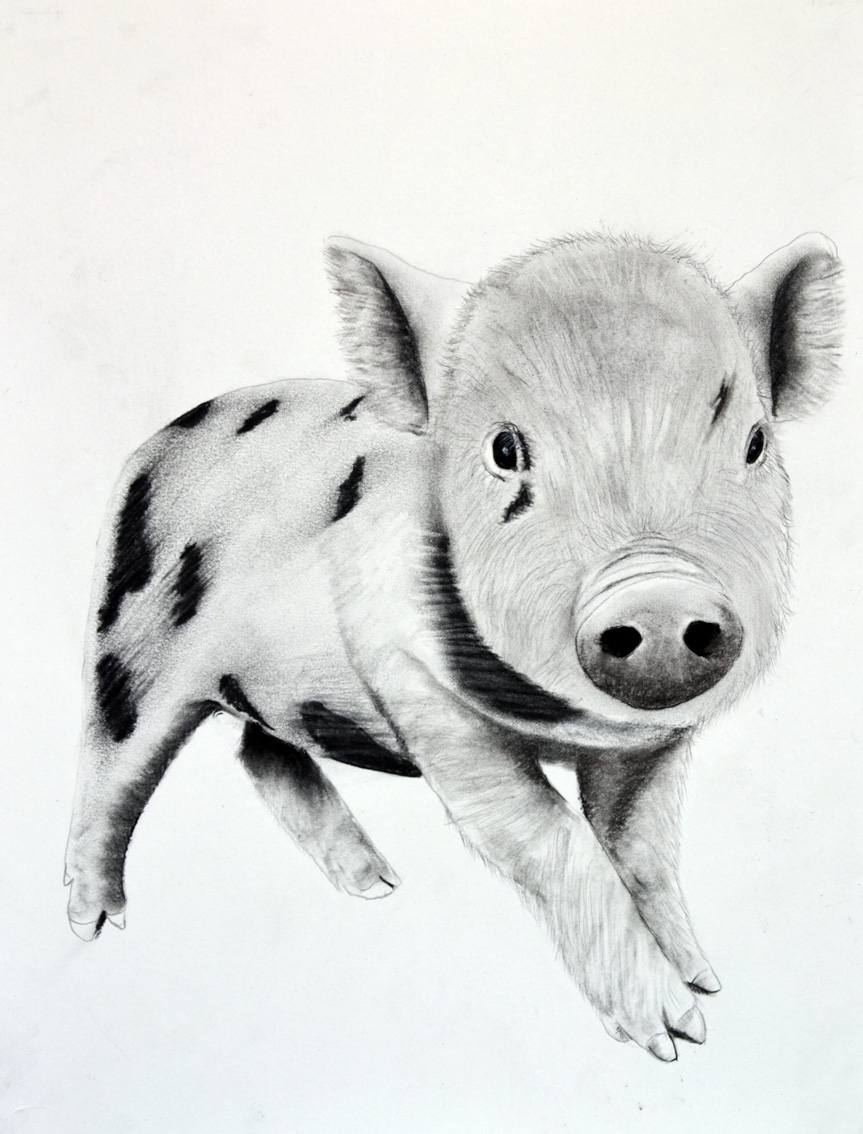 PIGGY-03 animal-painting Thierry Bisch Contemporary painter animals painting art  nature biodiversity conservation 