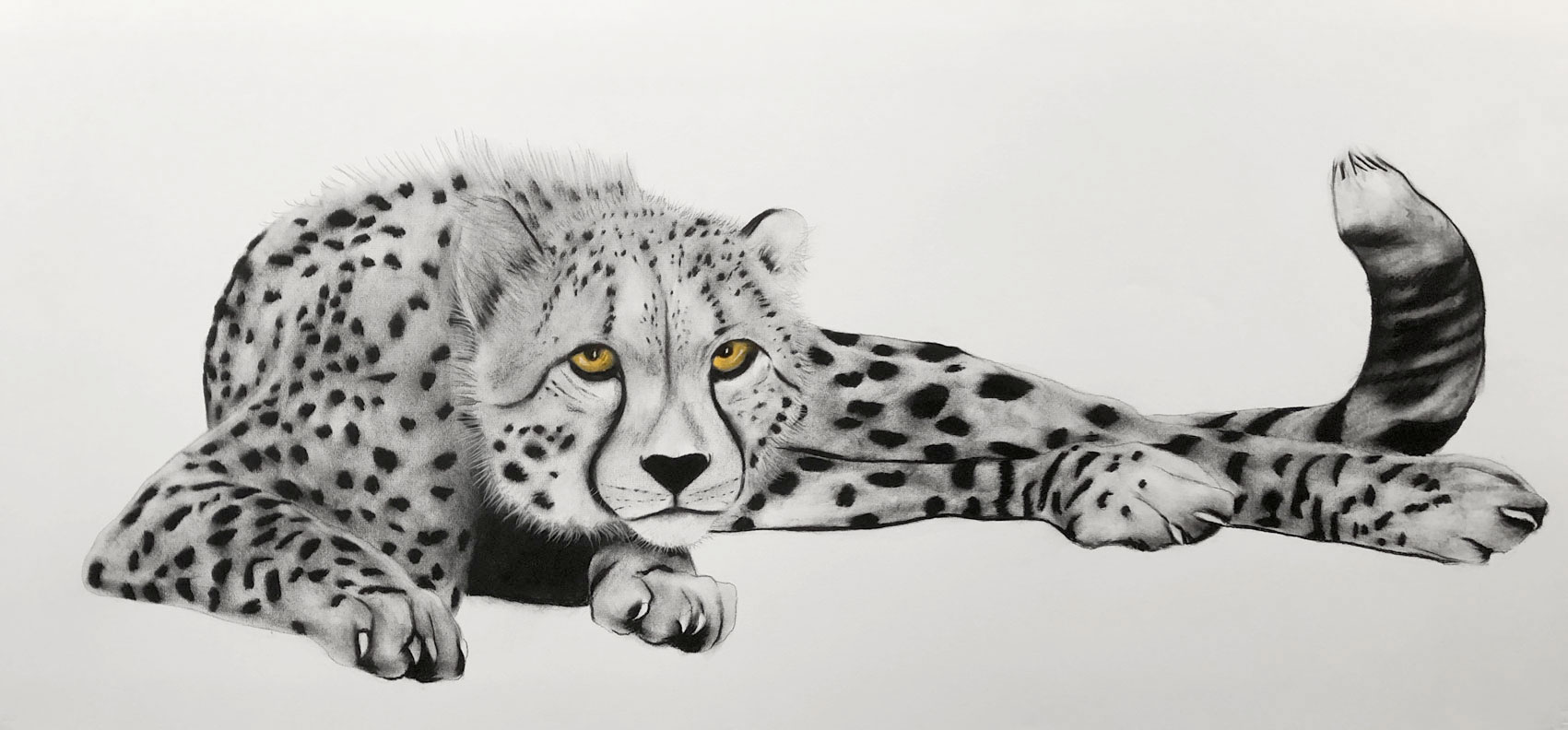 ACYNONYX-JUBATUS cheetah-acynonyx-jubatus Thierry Bisch Contemporary painter animals painting art  nature biodiversity conservation Monaco Prince-Albert Prince-Albert-of-Monaco 