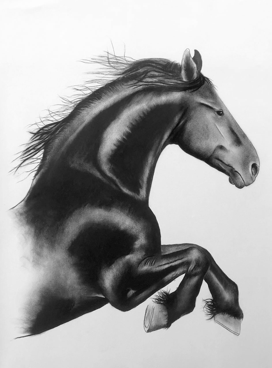BLACK-HORSE horse-black-friesian Thierry Bisch Contemporary painter animals painting art  nature biodiversity conservation Monaco Prince-Albert Prince-Albert-of-Monaco 