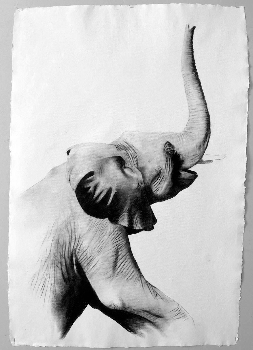 ELEPHANTEAU baby-elephant Thierry Bisch Contemporary painter animals painting art  nature biodiversity conservation Monaco Prince-Albert Prince-Albert-of-Monaco 