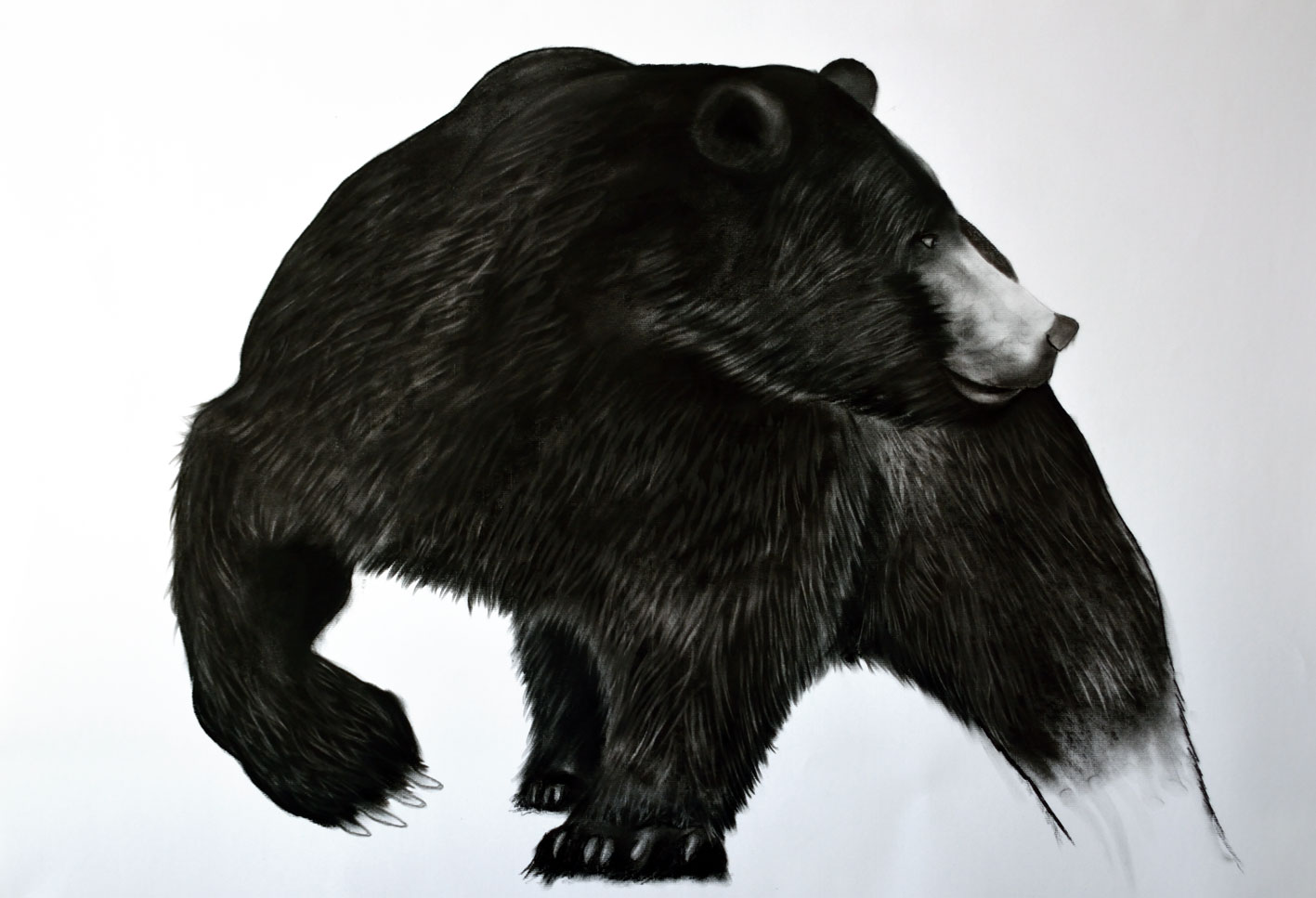 GRIZZLY bear-brown-grizzly-ursus-arctos Thierry Bisch Contemporary painter animals painting art  nature biodiversity conservation Monaco Prince-Albert Prince-Albert-of-Monaco 
