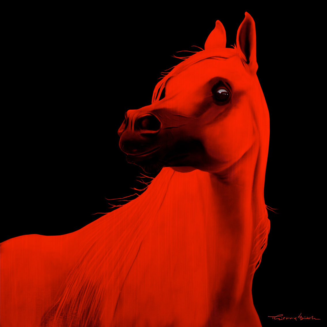 KAHJAR Horse-red-stallion-arabian-yearling- Thierry Bisch Contemporary painter animals painting art  nature biodiversity conservation Monaco Prince-Albert Prince-Albert-of-Monaco 