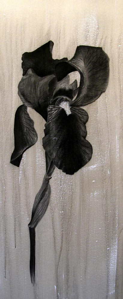 Iris Flower Thierry Bisch Contemporary painter animals painting art  nature biodiversity conservation Monaco Prince-Albert Prince-Albert-of-Monaco 