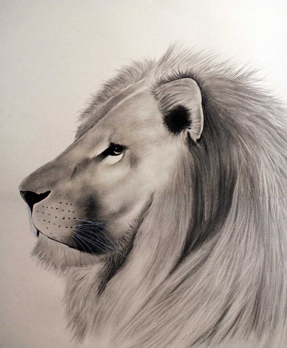 Lion lion Thierry Bisch Contemporary painter animals painting art  nature biodiversity conservation Monaco Prince-Albert Prince-Albert-of-Monaco 