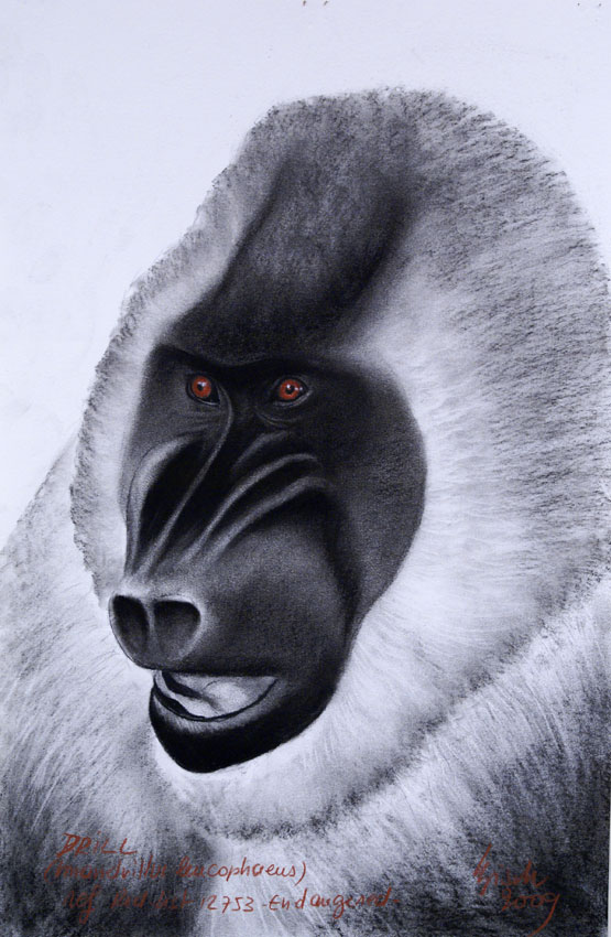 DRILL Monkey-mandrill-ape Thierry Bisch Contemporary painter animals painting art  nature biodiversity conservation Monaco Prince-Albert Prince-Albert-of-Monaco 