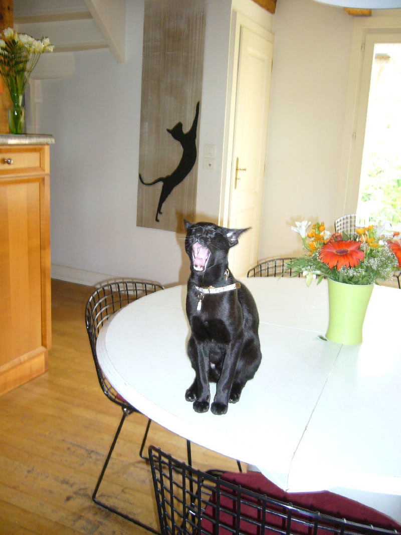 Brutus oriental-cat Thierry Bisch Contemporary painter animals painting art  nature biodiversity conservation Monaco Prince-Albert Prince-Albert-of-Monaco 