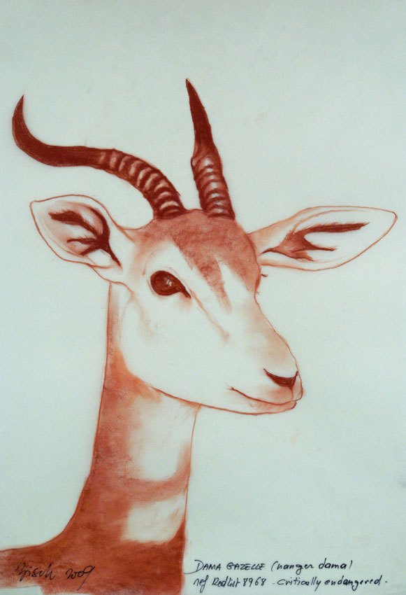 DAMA-GAZELLE animal-painting Thierry Bisch Contemporary painter animals painting art  nature biodiversity conservation Monaco Prince-Albert Prince-Albert-of-Monaco 