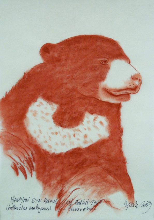 MALAYAN-SUN-BEAR animal-painting Thierry Bisch Contemporary painter animals painting art  nature biodiversity conservation Monaco Prince-Albert Prince-Albert-of-Monaco 