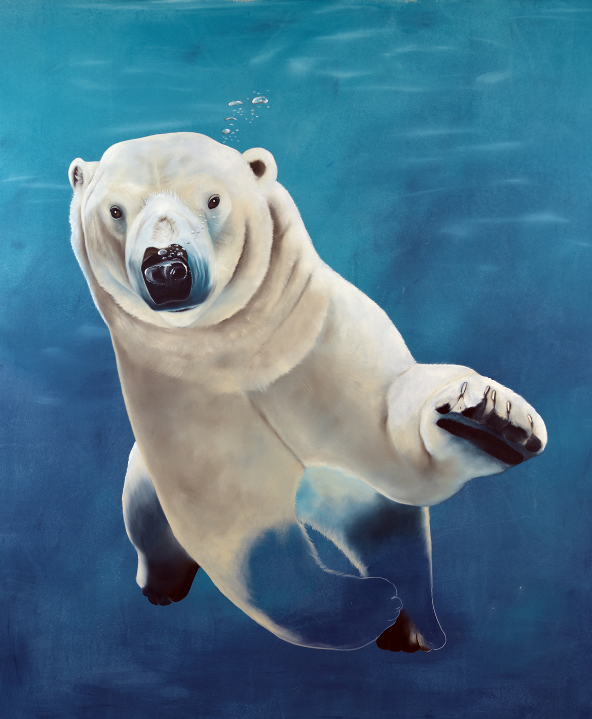 URSUS MARITIMUS--1 polar-bear-white-swiming-ursus-maritimus Thierry Bisch Contemporary painter animals painting art  nature biodiversity conservation Monaco Prince-Albert Prince-Albert-of-Monaco 