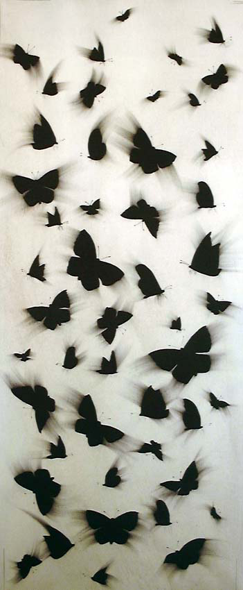 Papillons black-butterflies-flying Thierry Bisch Contemporary painter animals painting art  nature biodiversity conservation Monaco Prince-Albert Prince-Albert-of-Monaco 