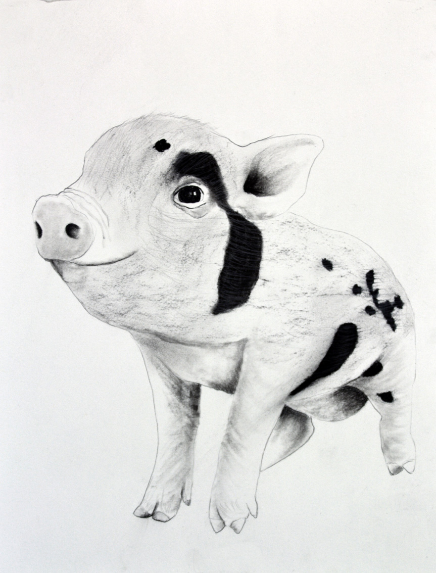 PIGGY-01 animal-painting Thierry Bisch Contemporary painter animals painting art  nature biodiversity conservation Monaco Prince-Albert Prince-Albert-of-Monaco 