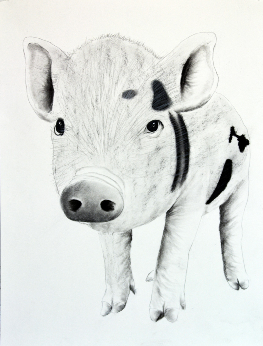 PIGGY-02 animal-painting Thierry Bisch Contemporary painter animals painting art  nature biodiversity conservation Monaco Prince-Albert Prince-Albert-of-Monaco 