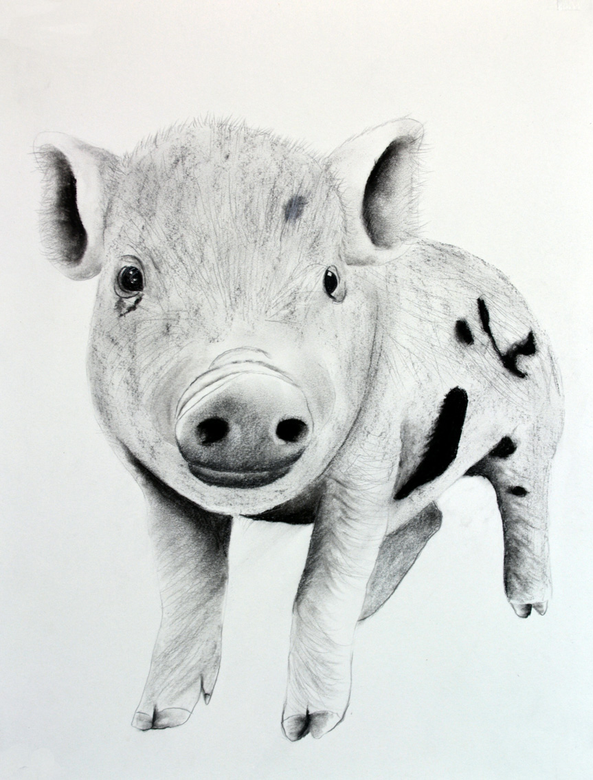 PIGGY-08 animal-painting Thierry Bisch Contemporary painter animals painting art  nature biodiversity conservation Monaco Prince-Albert Prince-Albert-of-Monaco 